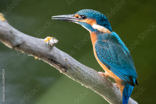 Adult male kingfisher sitting on a perch at Lakenheath Fen nature reserve in Suffolk, UK photo