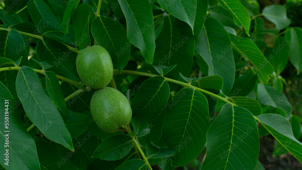 Green walnut on a hazel tree, unripe fruits on the branches