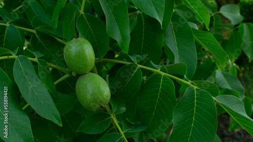 Green walnut on a hazel tree, unripe fruits on the branches