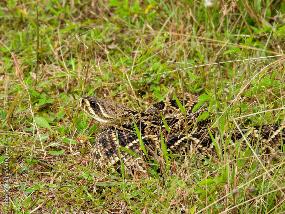 Eastern diamondback rattlesnake on a central Florida hiking trail Eastern diamondback rattlesnake on a central Florida hiking trail