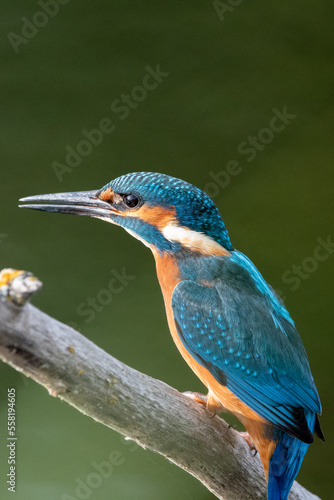 Adult male kingfisher sitting on a perch at Lakenheath Fen nature reserve in Suffolk, UK