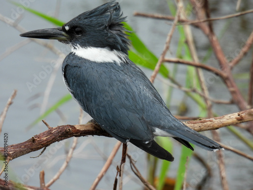 Male belted kingfisher at T. M. Goodwin Waterfowl Management Area in Florida photo