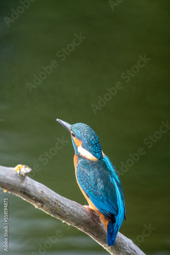 Adult male kingfisher sitting on a perch at Lakenheath Fen nature reserve in Suffolk, UK © Christopher Keeley