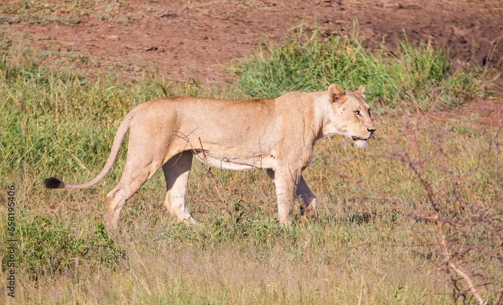 In Wild Africa Savannha, the lion approaches the hunt on foot. In Wild Africa Savannha, the lion approaches the hunt on foot.