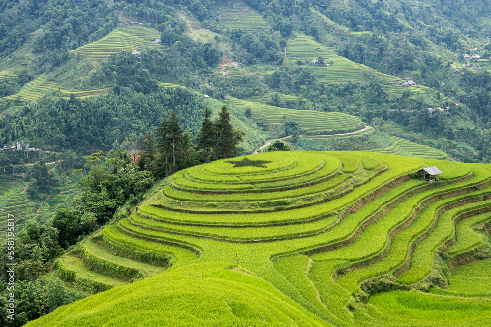 
Rice terraces with a star in the center