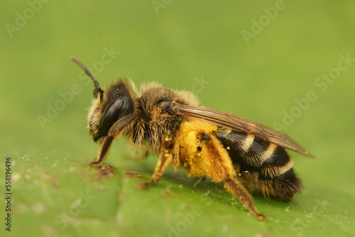Closeup on a female yellow legged mining bee, Andrena flavipes, loaded with yellow pollen © Henk