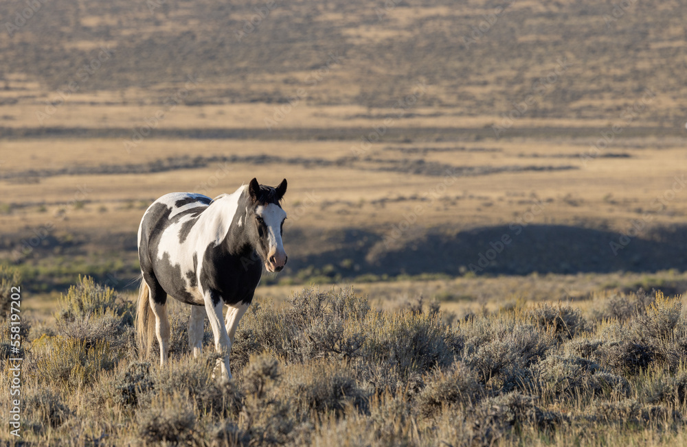Fototapeta premium Wild Horse in Autumn in the Wyomign Desert