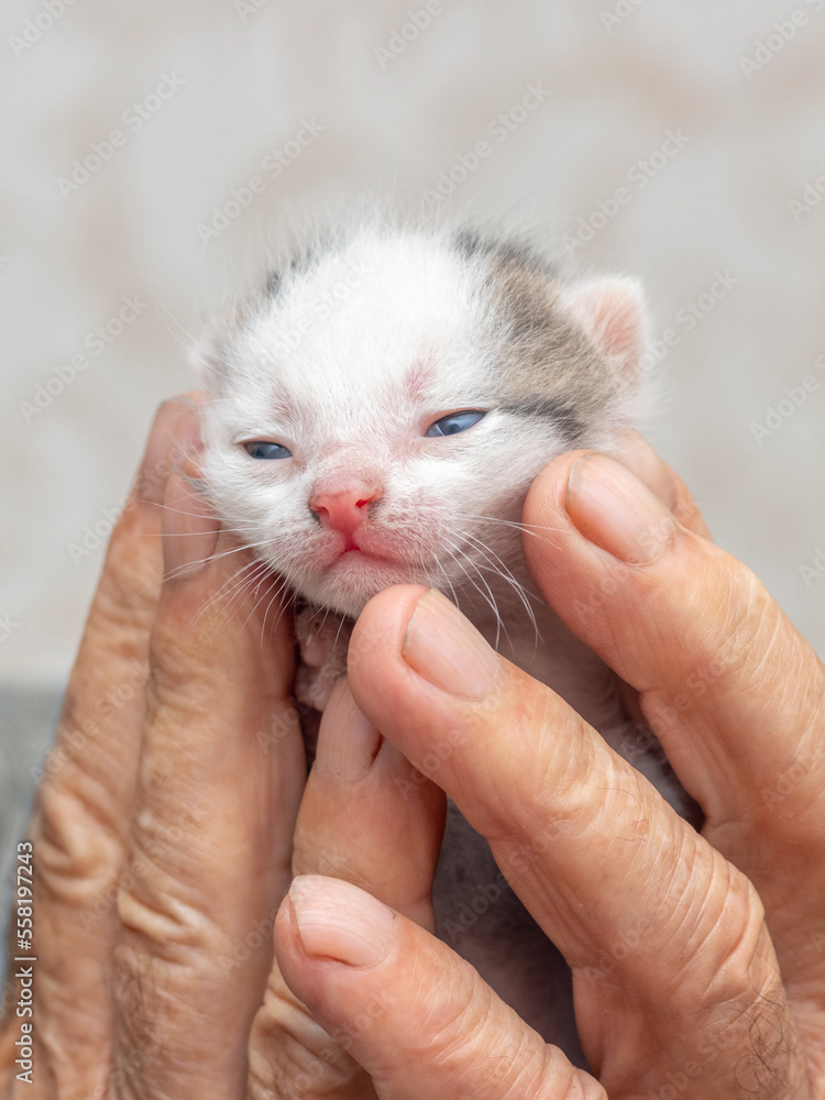 An old grandfather holds a small cute kitten in his hands. Love for animals An old grandfather holds a small cute kitten in his hands. Love for animals