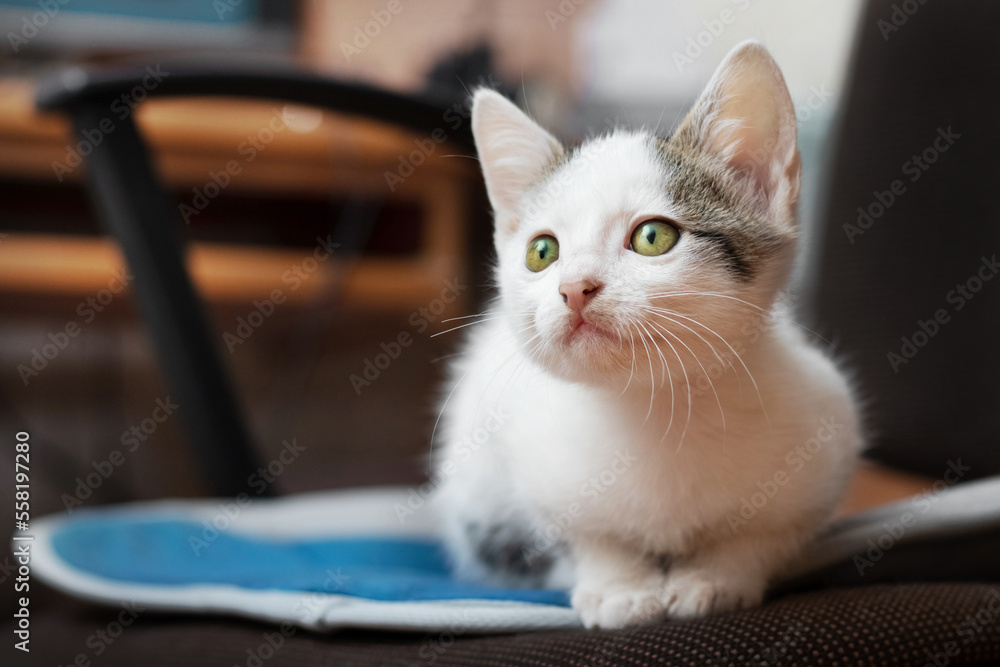 Fototapeta premium A small white spotted cat is sitting in a chair in a room