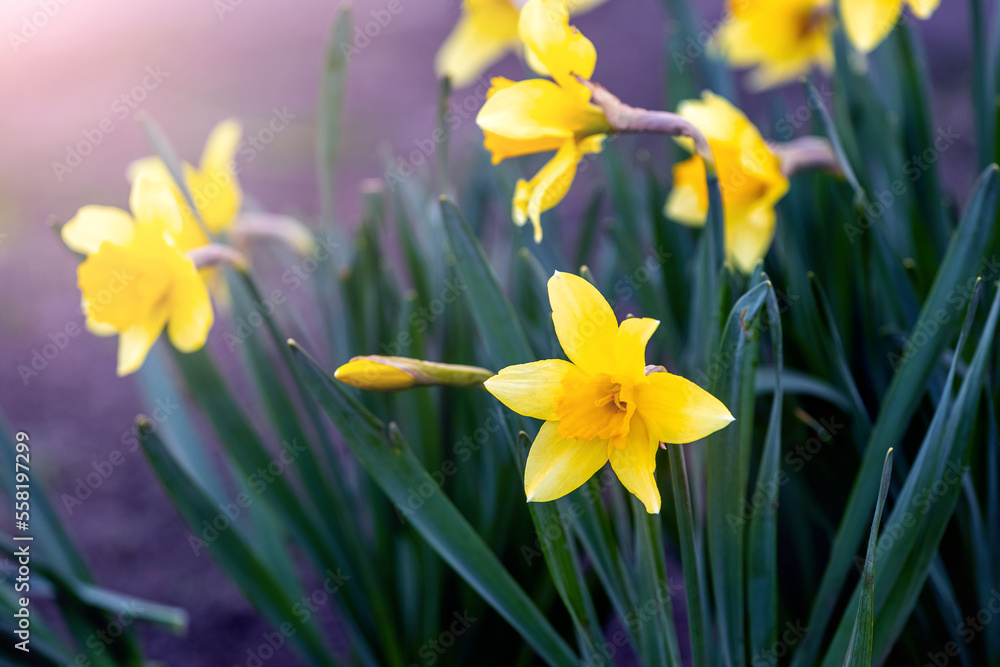 Fototapeta premium Yellow daffodils on a flower bed in spring in sunny weather