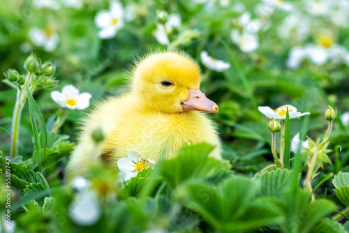 Fluffy yellow duckling in the garden among grass and strawberry flowers © Volodymyr