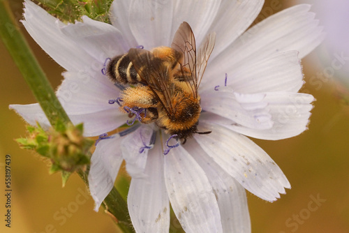 Closeup on a female Pantaloon bee, Dasypoda hirtipes, drinking nectar from a lightblue wild chicory flower photo