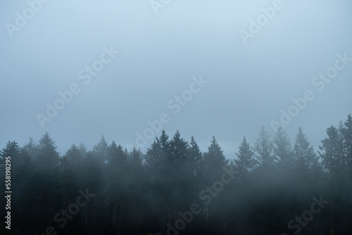 Foggy forest in November with a mysterious vibe near Frankfurt in Hessen, Germany