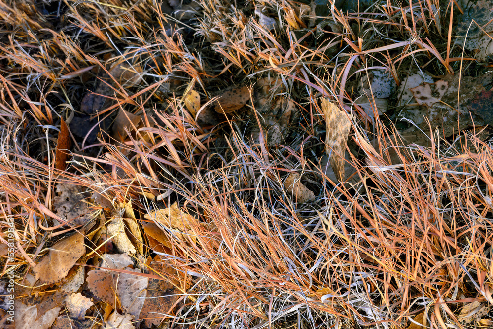 Color in the winter Bosque of the Southwest Color in the winter Bosque of the Southwest