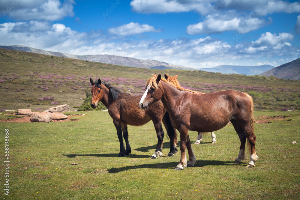 Obraz premium Several horses in semi-freedom in a landscape of the Palencia Mountain with green grass and flowering heather