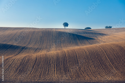 Recently plowed fields with some scattered trees in the Cerrato Palentino region photo