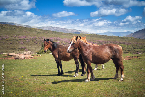 Several horses in semi-freedom in a landscape of the Palencia Mountain with green grass and flowering heather © MiguelAngel