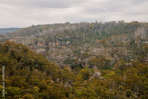 Photograph of bushfire affected trees in the Central Tablelands