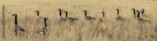 Geese resting in the grass in the winter city park in Aurora, Colorado © Faina Gurevich