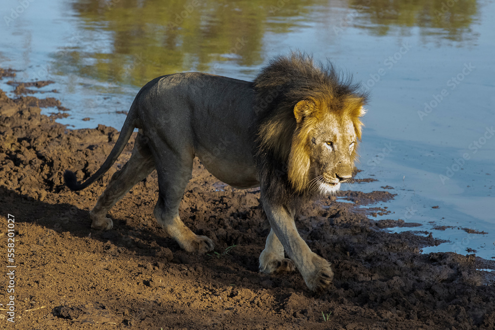 The Lions Panthera Leo Are One Of The Most Important Parts Of African 