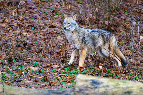 A coyote and wolf mix hunts in the woods behind our home in Windsor in Upstate NY.  A large coyote with its full winter coat looks majestic. photo