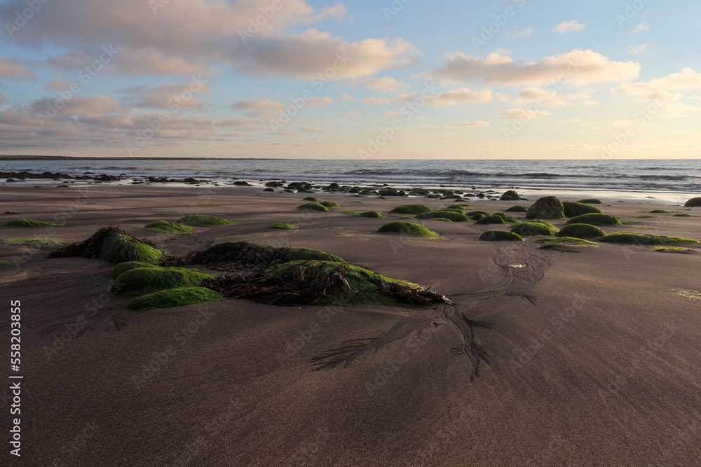Seaweed on sandy and rocky shore at sunset Seaweed on sandy and rocky shore at sunset