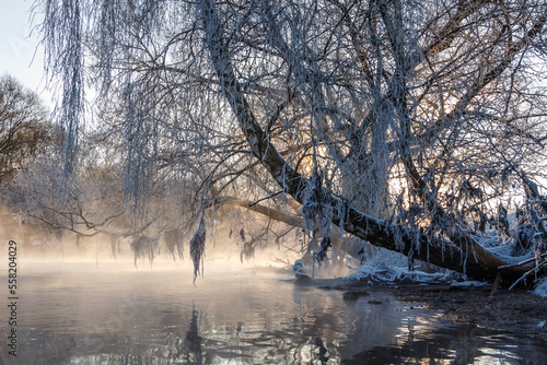 trees and grass in the frost by the river in winter before christmas © Uladzimir
