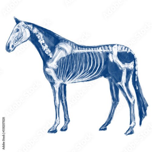 horse skeleton anatomy blue illustration 