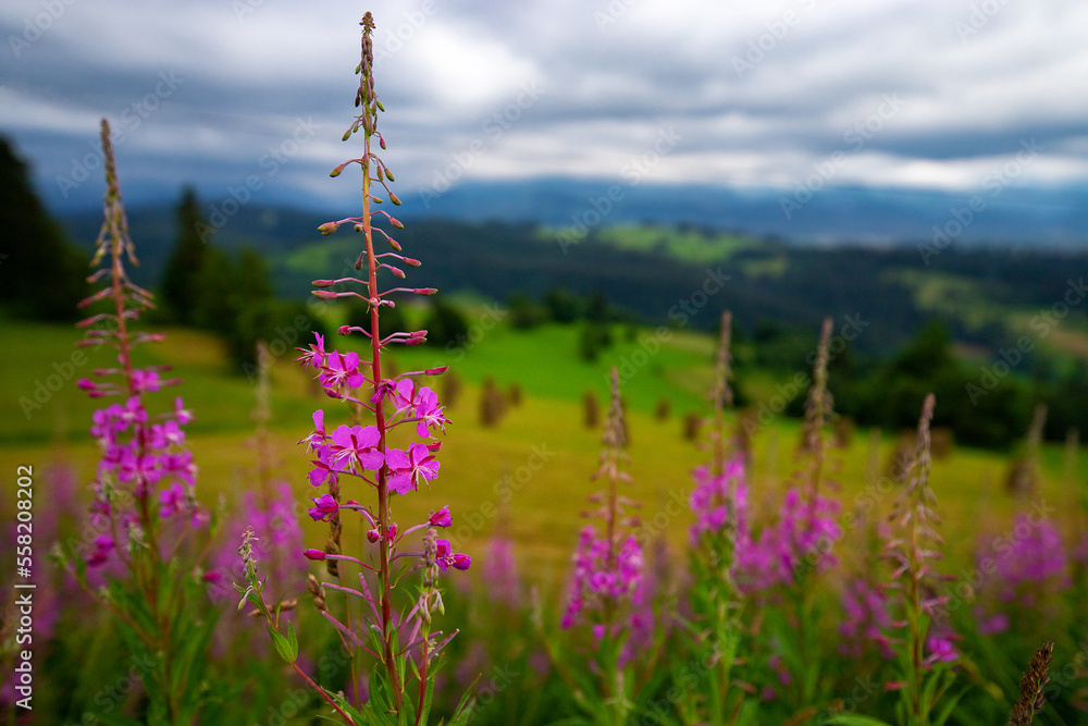 Colorful flowers in a mountain meadow.