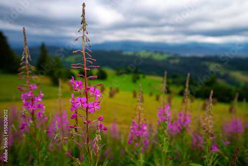 Colorful flowers in a mountain meadow.