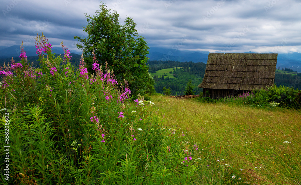 Colorful flowers in a mountain meadow.