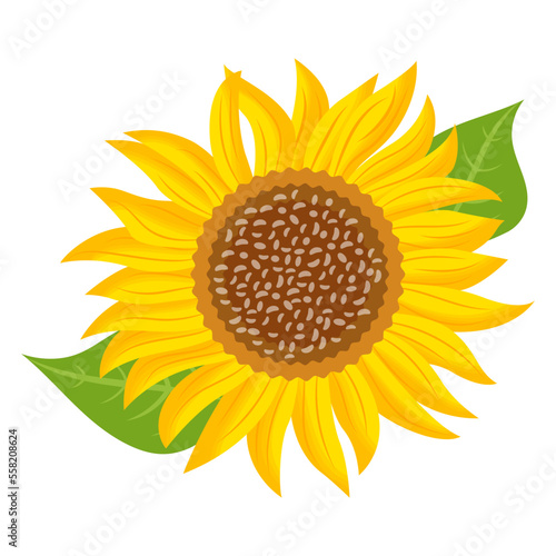 Helianthus 