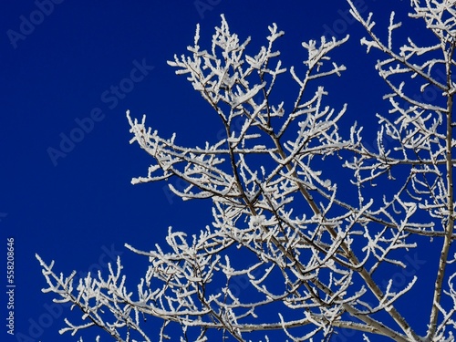 Frost on branches after ice fog clears