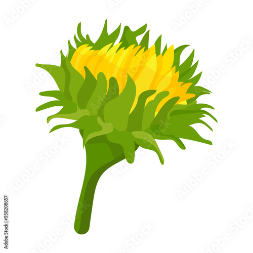 Blooming Flower 