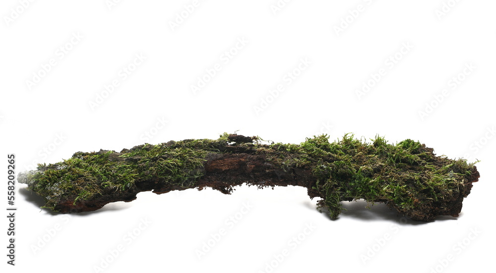 Green moss on tree bark isolated on white background, side view Green moss on tree bark isolated on white background, side view