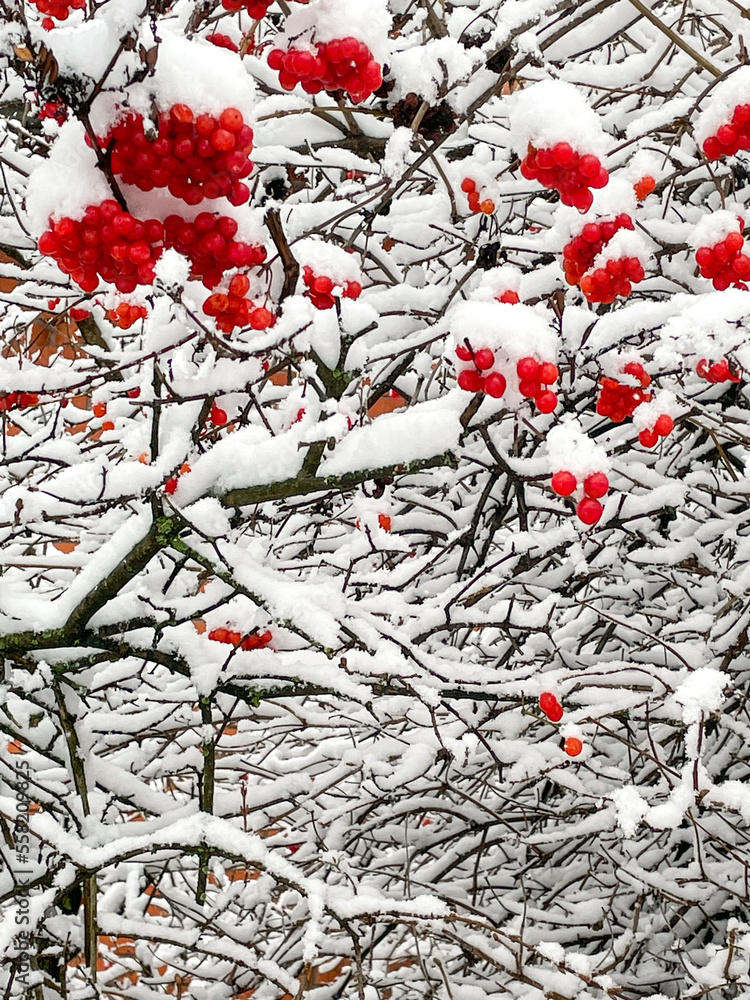 Red berries on tree branches under a white cover of snow in winter.