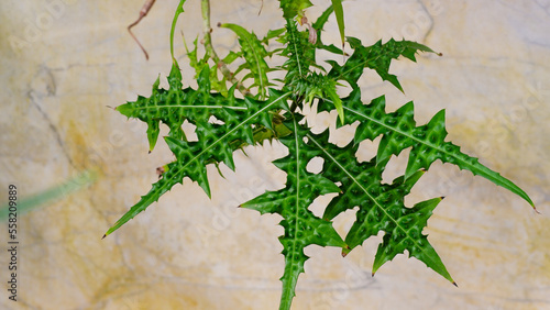 The texture of the thistle is like a green web of succulent prickly leaves against the background of the wall. photo