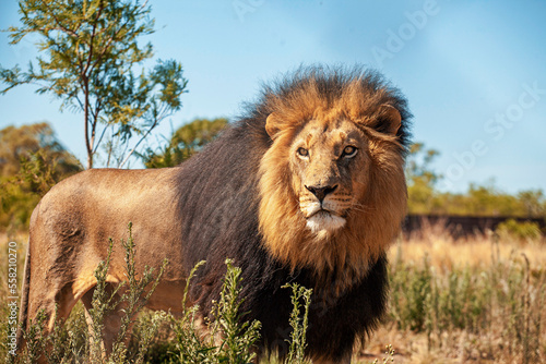 lion in the wild photo