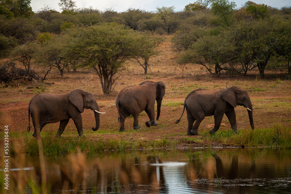 Fototapeta premium elephants in the savannah