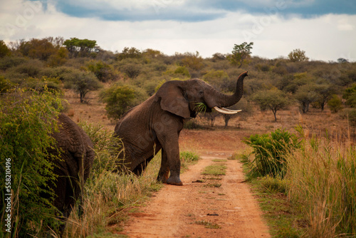 Elephants in the wild