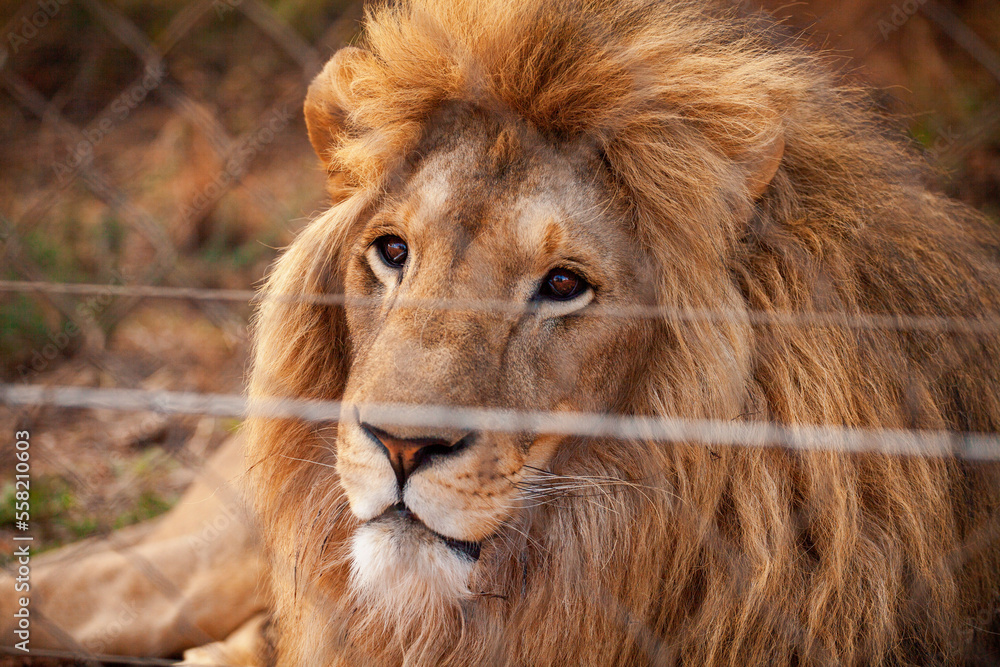 Naklejka premium Lion in Africa