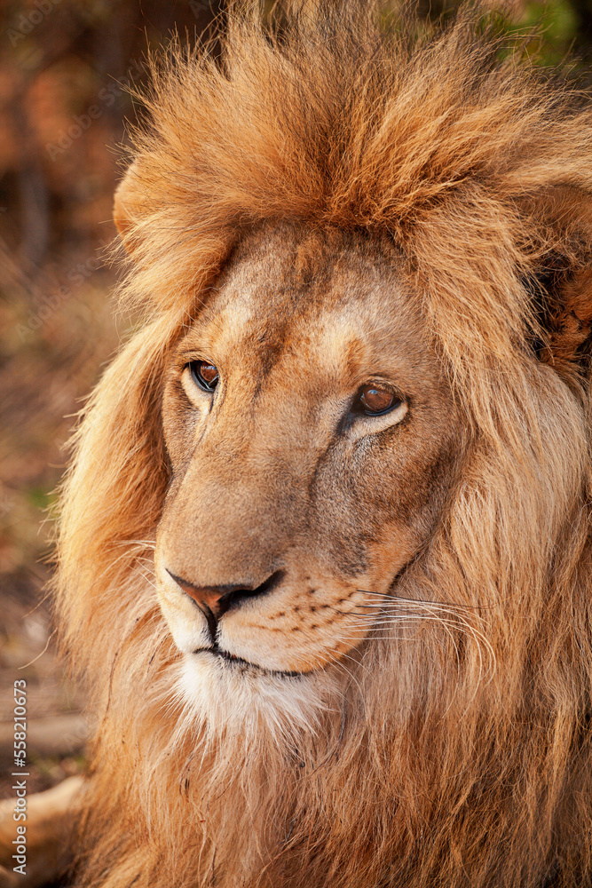 Lion in Africa