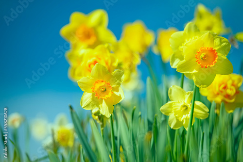 Spring blooming garden on a sunny day. yellow flowers spring daffodils.