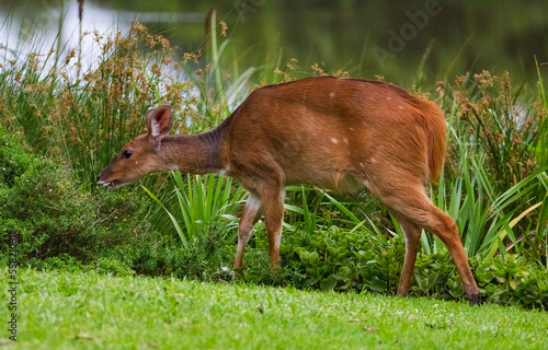 Cape bushbuck (Tragelaphus sylvaticus) or bushbuck, which is widely known in its range, is a common type of antelope in Sub-Saharan Africa.