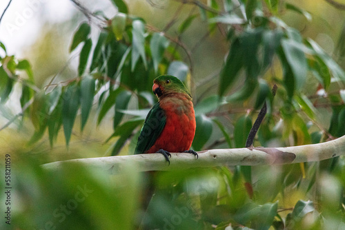 king parrot
