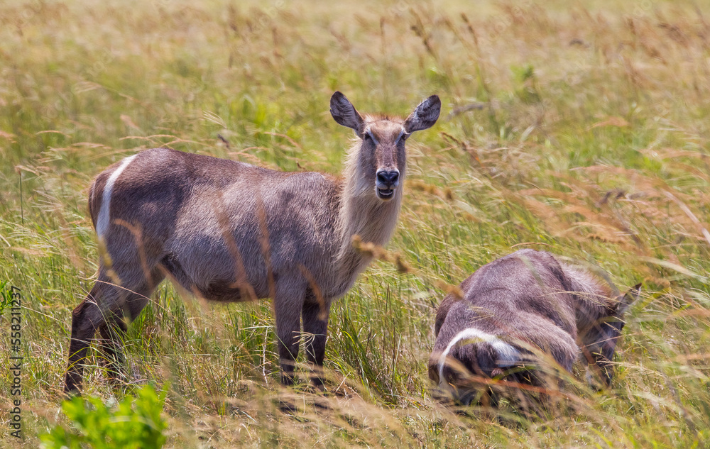 There are many The waterbuck (Kobus ellipsiprymnus) in the Isimangaliso Wetland Park, which is on the UNESCO Heritage List in South Africa.