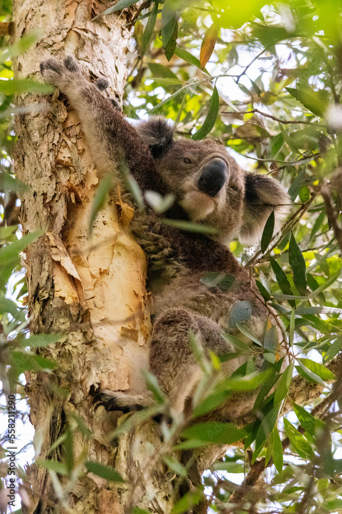 Fototapeta premium koala in tree