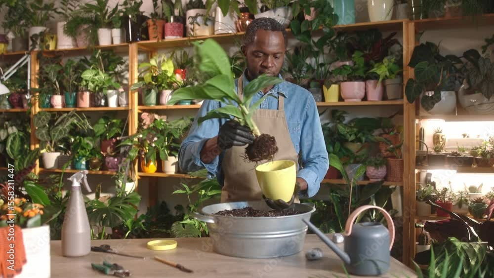 Focused successful African male florist replanting flowers in florist shop using soil wearing apron and gloves. Professional caring focused man taking care of plants. Floral concept. Focused successful African male florist replanting flowers in florist shop using soil wearing apron and gloves. Professional caring focused man taking care of plants. Floral concept.