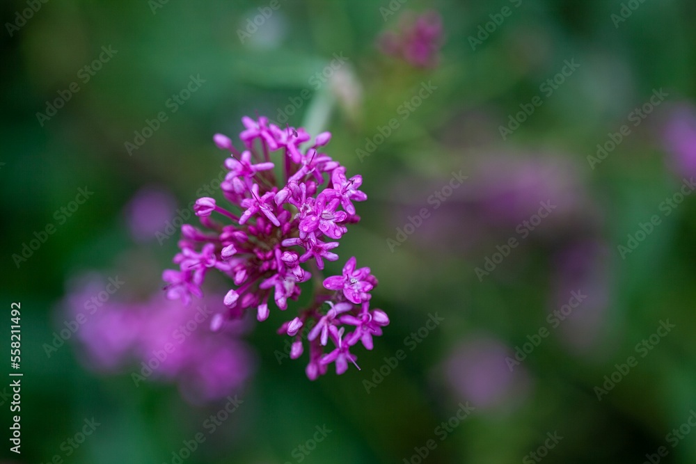 Narrow leaved valerian, Centranthus angustifolius Narrow leaved valerian, Centranthus angustifolius