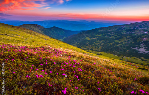  blooming pink rhododendron flowers  amazing panoramic nature scenery